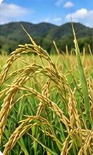 Supplied Claveria field reference